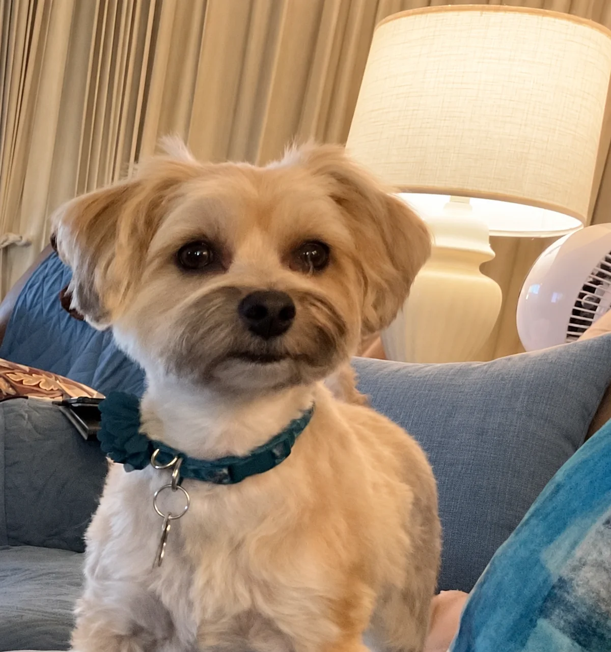 A small dog with a short coat and blue collar resting among cushions